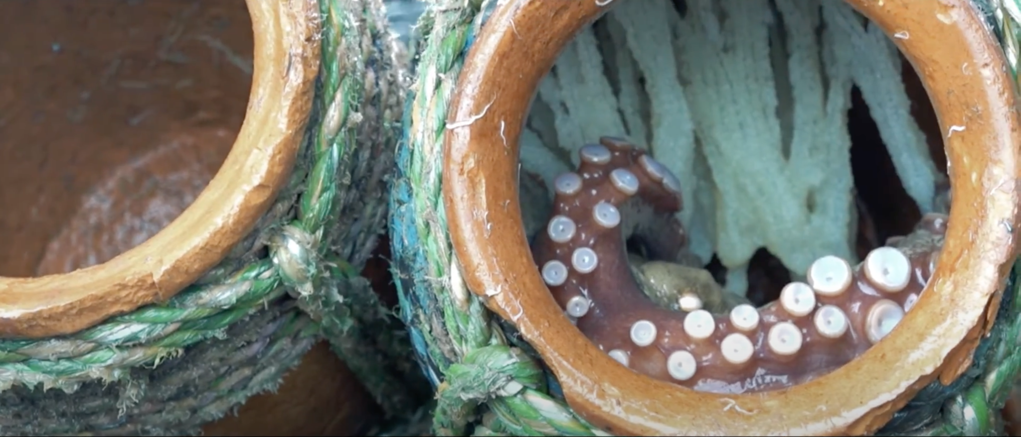淡路島 丸山のタコ壺漁の動画を制作しました。 – Silver Next Lens – 淡路島(洲本市・淡路市・南あわじ市)で映像制作 ドローン空撮